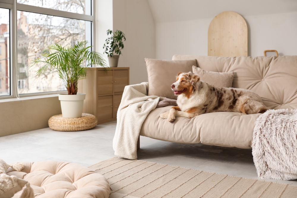 Cute,Fluffy,Australian,Shepherd,Dog,Sitting,On,Sofa,In,Living